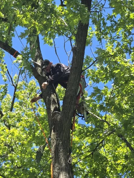 Tree service professional working safely in a tree
