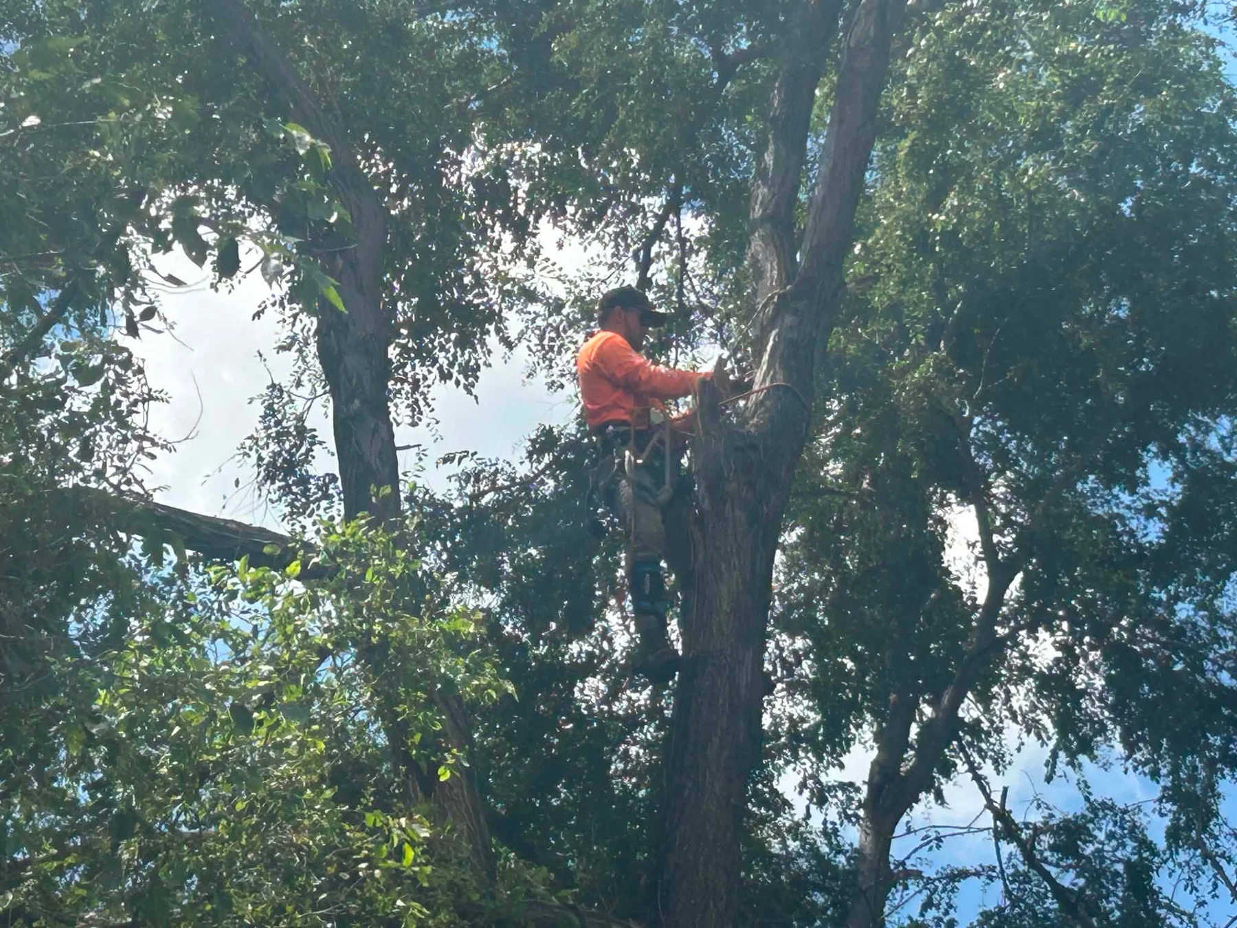 Veterans Tree Removal Service performing tree work high in a mature tree