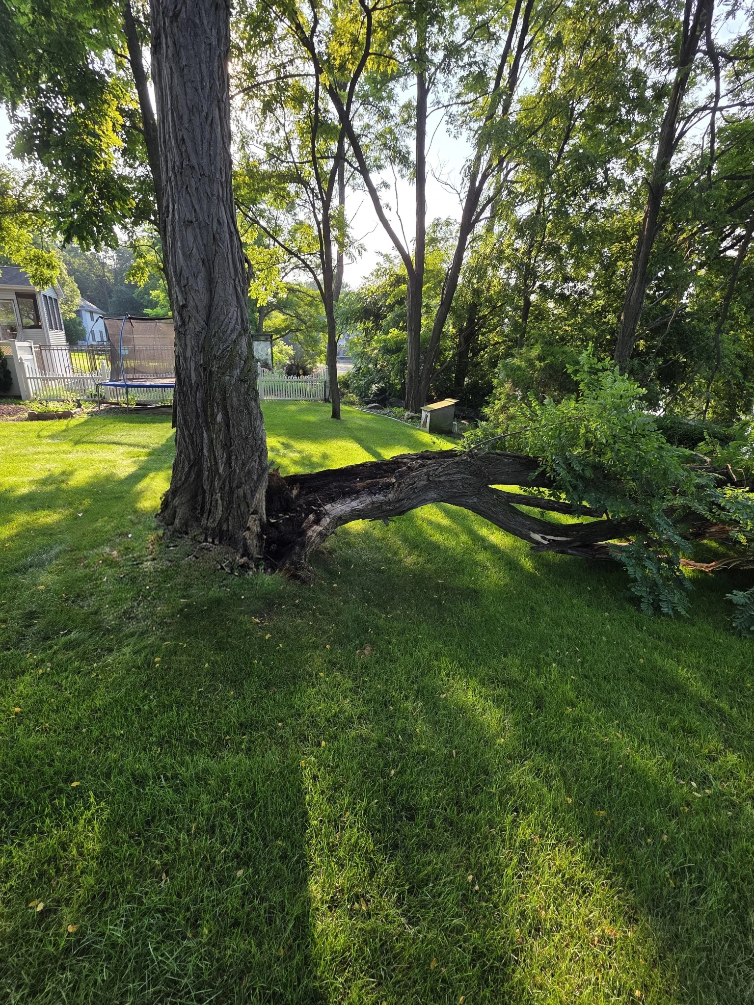 Before tree removal: fallen tree across a residential yard