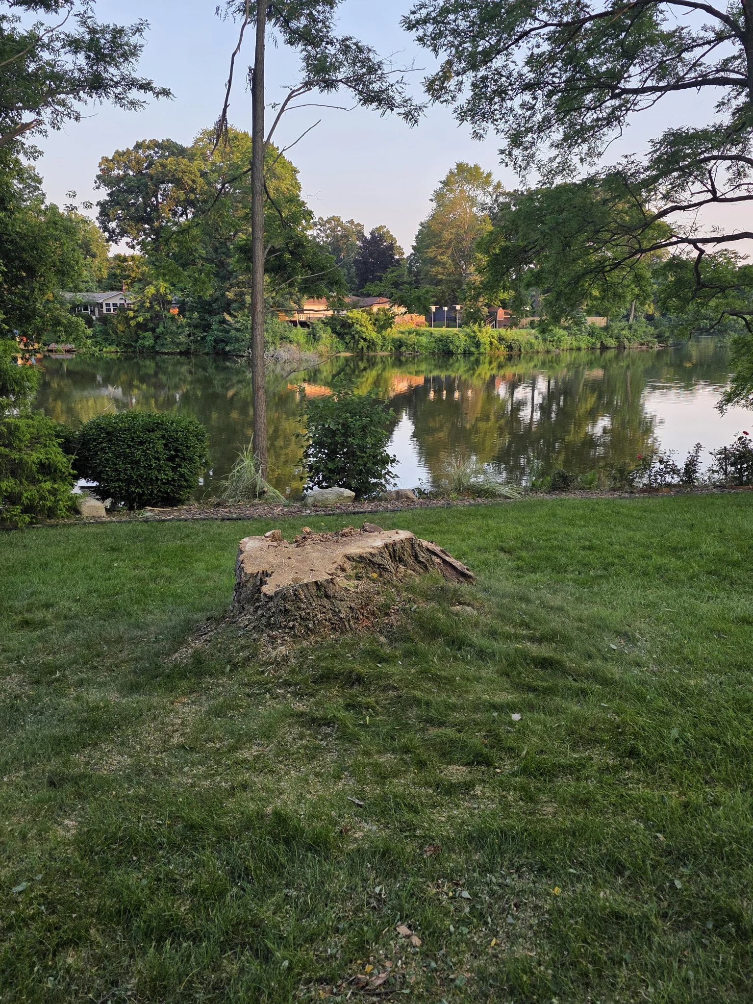 After tree removal: cleared yard with stump remaining